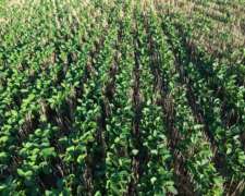 80 HA. Agricolas. Centeno. Santa FE.