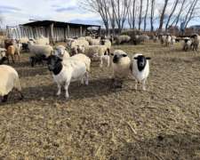 Vendo Todo el Rabaño