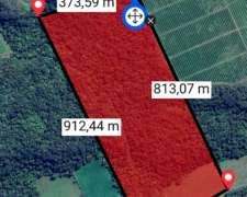 Campo Apto Citrus, Café. SUR de Tucumán la Cocha