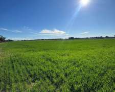 55 Has Agrícolas En San Pedro