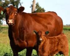 100 Vacas con Cria Angus