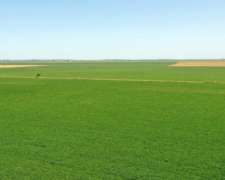 Alejandro Roca, Juárez Celman, Córdoba - 130 Ha