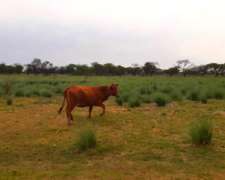 Dueño Vende Campo Gato Colorado Agricola Ganadero
