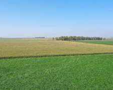 Pcia. de Santa FE - Aaron Castellanos 1125 Has