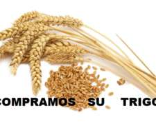 Compramos Su Trigo - Molino Compra Trigo