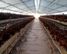 Granja Avicola con Galpones y Finca - Mendoza