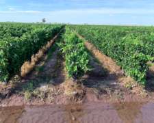 Vende Finca Productiva 25ha Con Pozo 10 - Colonia Los Álam