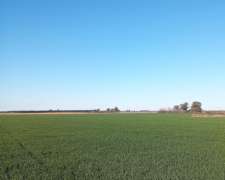 Campo Agrícola 1038 Hectáreas