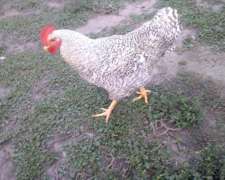 Gallos Bataras Puros Nuevos