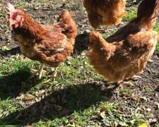 Gallinas Ponedoras en muy Buen Estado