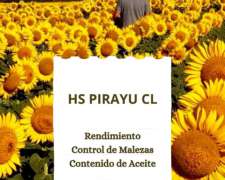 Girasol Hs Pirayu CL