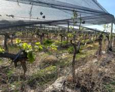 Finca en Produción 31has Viñedos y Olivos