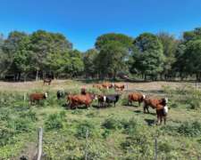 Pcia. de Chaco - Colonia Elisa 623 Has