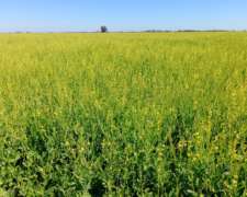 Vendo 92 Hs en Piamonte Precio 6500 la Hs