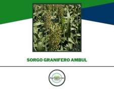 Sorgo Granifero Ambul ( Tolerancia A Pulgon Amarillo )