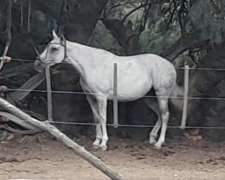 Caballo a la Venta