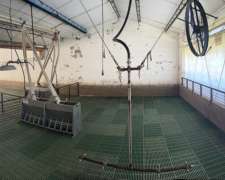 Equipamiento de Cerdos para Recria o Destete