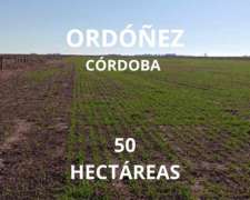 50 Hectáreas en Venta Ordoñez Córdoba