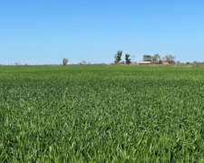 Campo Venta Suelo 1 Rafaela