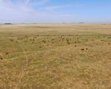 463 Has en Daireaux, BS. AS. - Ganadero - Venta