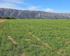 Vendo 800 Ha Mixtas Merlo San Luis