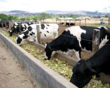 Nopal Forrajero — Instalación Llave en Mano y Asesoramiento