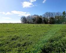 540 Ha Mixto Mercedes