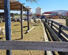 Impecable Feed LOT Cercano a la Banda, Santiago.