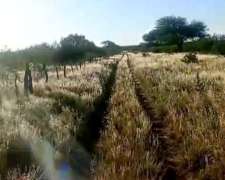 San Martin de Alto Negro 1200 Has (san Luis)