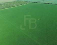 Campo Agrícola en Venta- 118 Ha en Sarmiento, Córdoba
