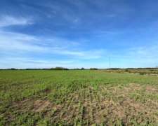 Campo 58 Hectáreas Agrícola