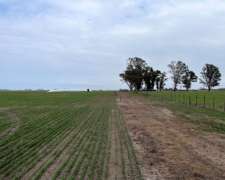 65 Hectáreas en Carlos Casares