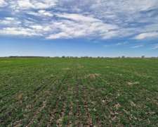 Crotto, Tapalqué, Buenos Aires - 440 Ha