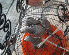 Loros Grises Africanos Criados a Mano Disponibles