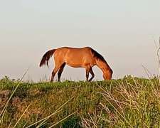 Yegua Mansa para Andar
