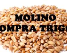 Compro Trigo Molino Harinero Directo