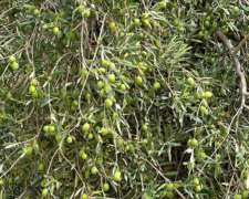 Finca En Venta 18.5has De Olivos, 3 De Mayo, Lavalle