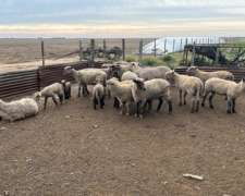 Vendo Lote de Ovejas