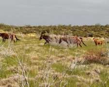 Venta Campo Chubut - Rio Negro 20.000 Hectáreas 🐄🐑