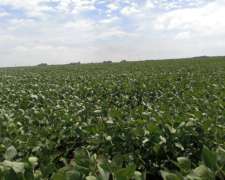 Pergamino 70 Has. Suelo 1