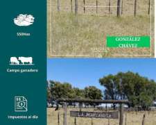 Campo en Gonzalez Chavez 550 Has