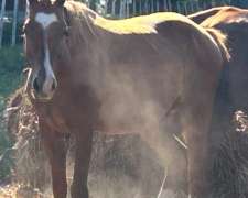 Vendo Potro Castrado Cuarto de Milla de 5 Años