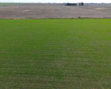 Piamonte - 37 Has - Mixtas