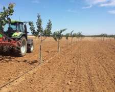 30 Ha de Pistachos en Rpoduccion