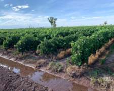 Finca Productiva en Venta 25 HA– Colonia los Álamos, Maipú