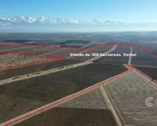 Se Vende Finca en Valle de UCO Mendoza. 300 Ha de Viñedo en