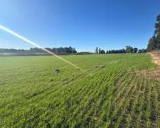 49 Hectáreas San Pedro Buenos Aires