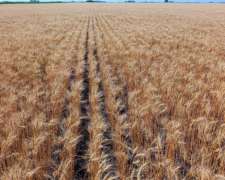 Campo en Daireaux - Buenos Aires