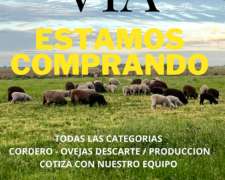 Compra de Ovinos Todas las Catg