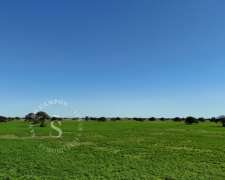 Campo Ganadero. 1650 Ha. Santa Fe.